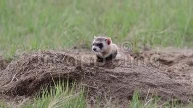 一只联邦濒危的黑脚雪貂在草原上的一只草原狗洞里
